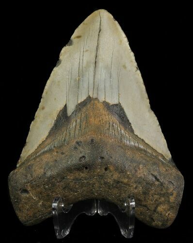 Bargain, Megalodon Tooth - North Carolina #67282